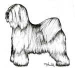 images/Razze/Sezione3/Tibetan_Terrier/thumb_Tibetan Terrier.jpg